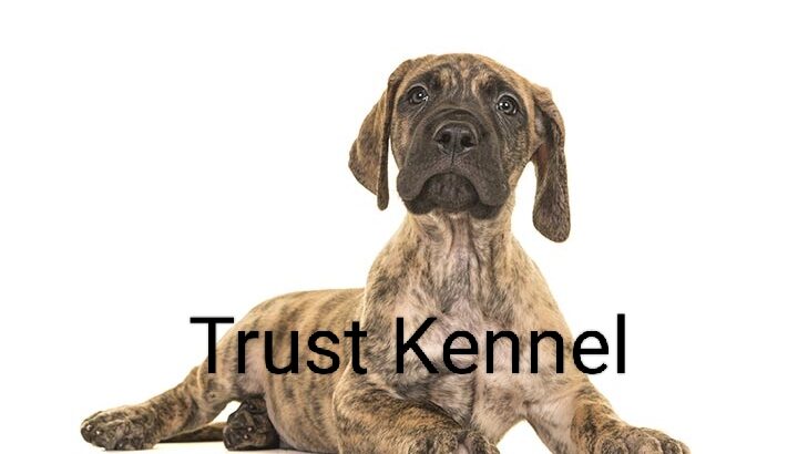 Trust Kennel GreatDane Pups For Sale Delhi