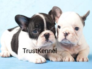 Trust Kennel Offers French Bulldog Pups For Sale