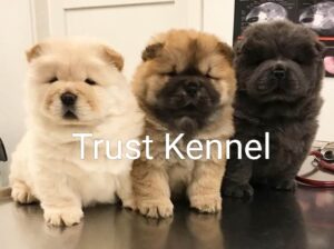 Trust Kennel Chow Chow Puppies For Sale