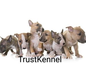 Trust Kennel Offers Bull Terrier Puppies Available