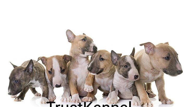 Trust Kennel Offers Bull Terrier Puppies Available