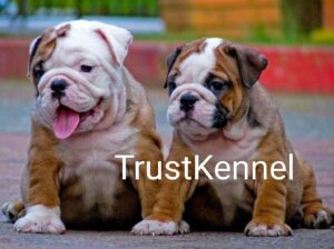 Trust Kennel BullDog Puppies For Sale Delhi