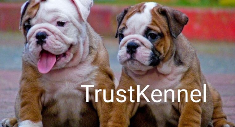 Trust Kennel BullDog Puppies For Sale Delhi