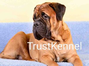 Trust Kennel BullMastiff Puppies For Sale Delhi