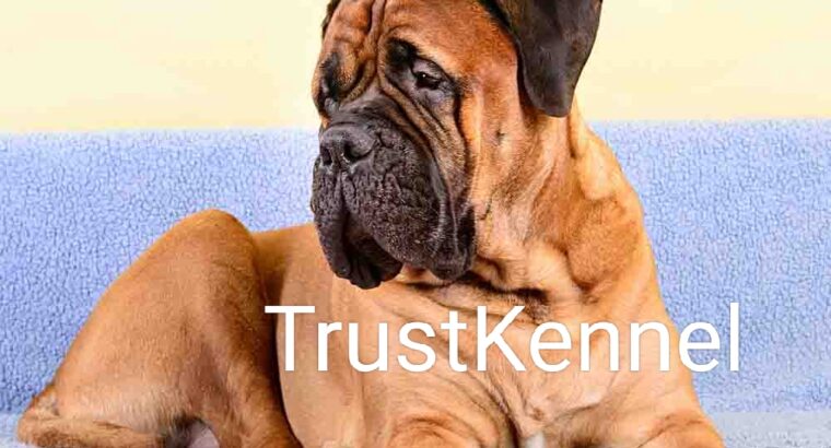 Trust Kennel BullMastiff Puppies For Sale Delhi