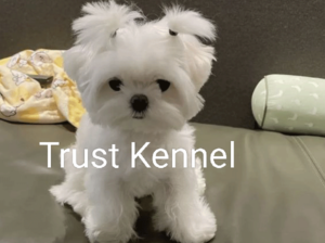 Trust Kennel Maltese Pups For Sale Delhi
