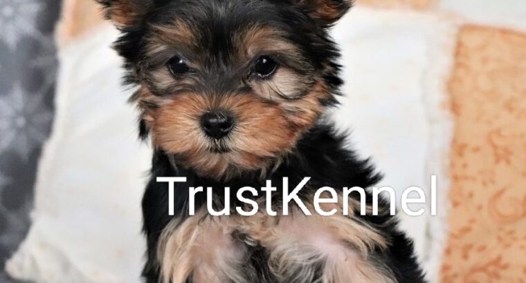 Trust Kennel Offers Yorkshire Terrier Pups Availab