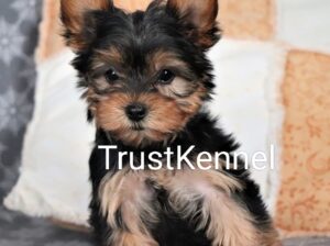 Trust Kennel Offers YorkshireTerrier Puppies For