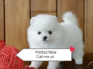 Pomeranian puppy all India delivery 🚚