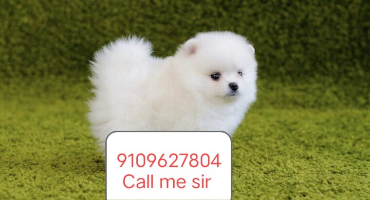 Pomeranian puppy all India delivery 🚚