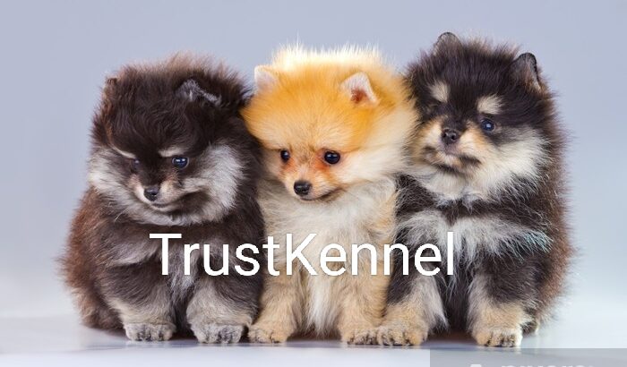 Trust Kennel Pomeranian Puppies For Sale Delhi