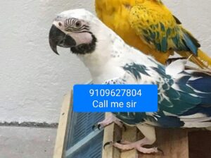Macaw parrot all India delivery Macauparrot