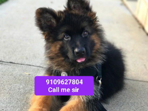 German shepherd puppy all India delivery