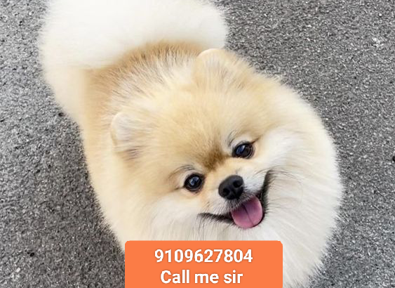 Home rent puppy all India delivery