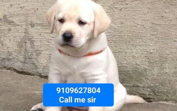 Labra dog all India delivery
