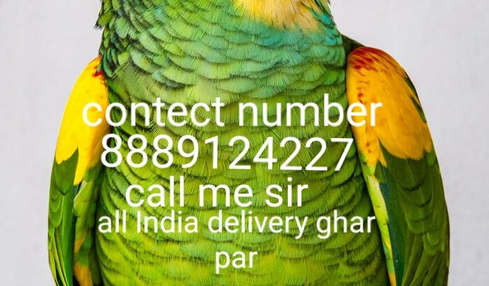 WhatsApp contact number8889124227