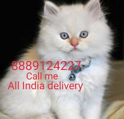 Pet shop on delivery contact number8889124227