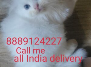 WhatsApp on delivery contact number8889124227