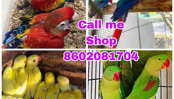 Parrot market 8602081704 Home services