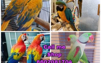 Parrot so ap home delivery Orlando 8602081704