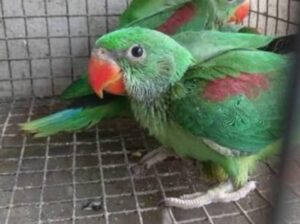 6389843772 all india parrot dog cat shop home cal.
