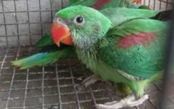 6389843772 all india parrot dog cat shop home cal.