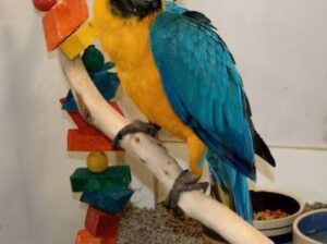 6389843772 all india parrot dog cat shop home cal