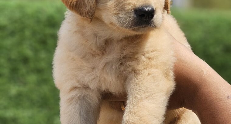 Golden Retriever 45 Days puppy for sale