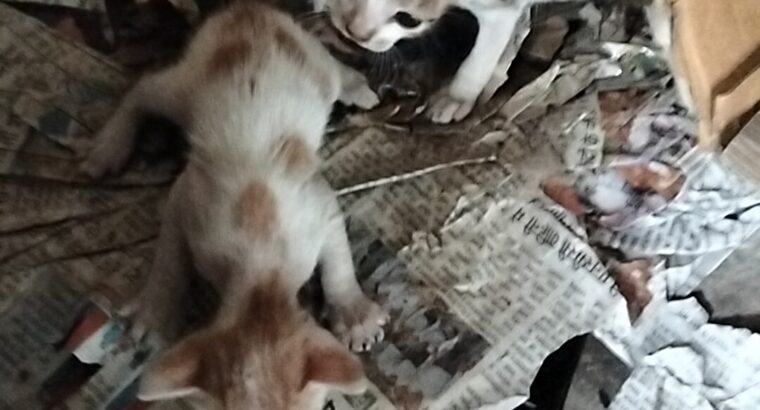 Indian Cats:-8780774081 :- 4 children available in white cat is sell out