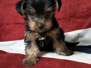 TrustKennel Yorkshire Terrier Pups Available Here
