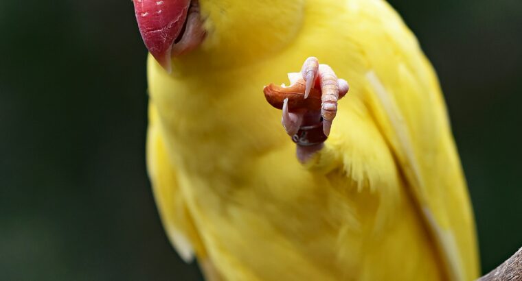 yallow parrot