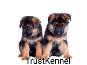 Trust Kennel German Shepherd Puppies For Sale