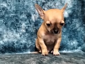 Trust Kennel Chihuahua Puppies For Sale Delhi
