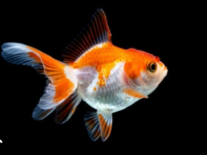 Rewikin gold fish