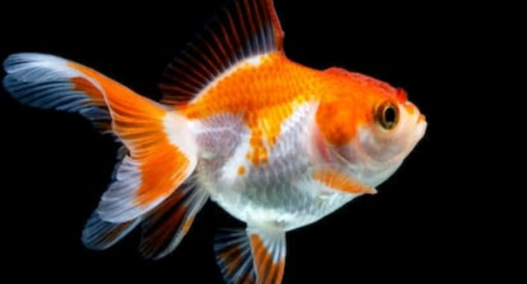 Rewikin gold fish