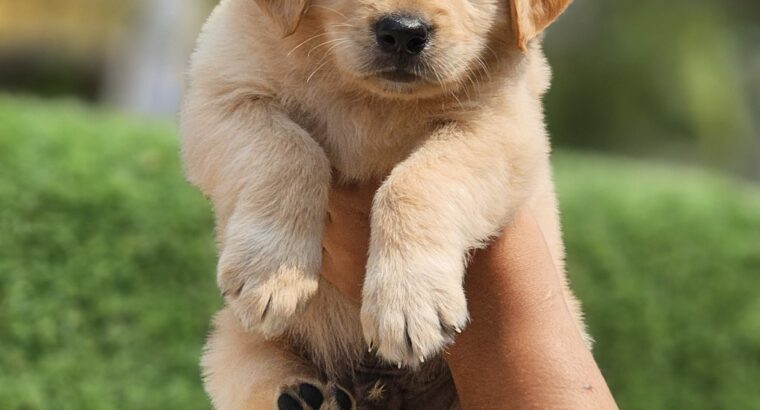 Golden Retriever 45 Days puppy for sale