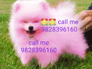 call me 9828396160