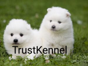 TrustKennel Pomeranian Pups For Sale Delhi