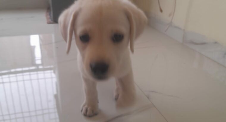 2 months female lab for sale