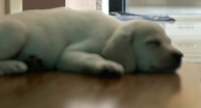 2 months female lab for sale