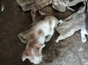 Indian Cats:-8780774081 :- 4 children available in white cat is sell out