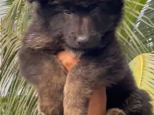 male German Shepherd  puppy