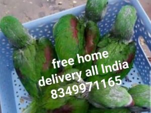 Free home delivery all India 8349971165