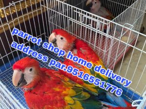 Parrot shop home delivery address par 9516551776
