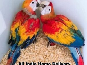 All India Home Delivery Call me Shop 9518657735