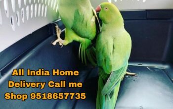 All India Home Delivery Call me Shop 9518657735