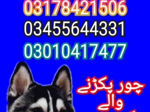Army dog center rahwali 03455644331