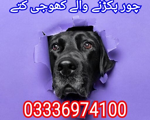 Army dog center karak 03336974100