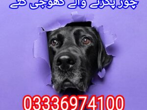 Army dog center kohat 03336974100