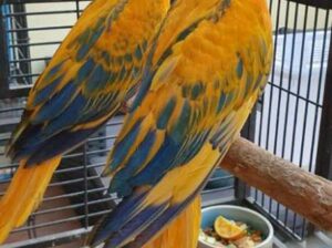 Macau parrot baby sale home delivery 6026079113